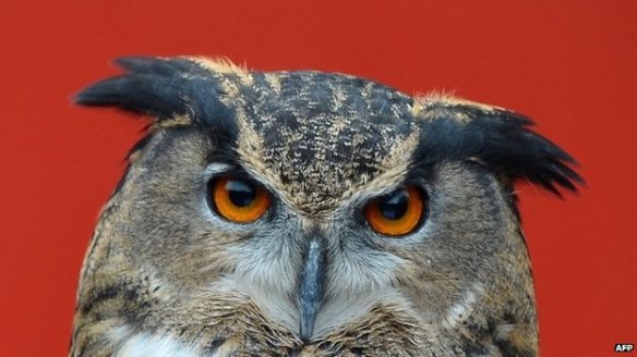 Owl BBC News